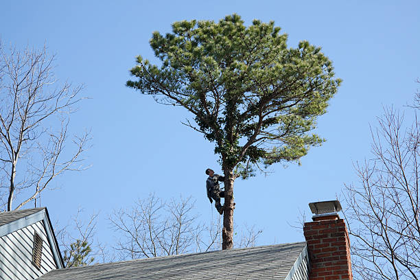 How Our Tree Care Process Works  in  Morenci, MI